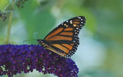 Life: A Butterfly Journey